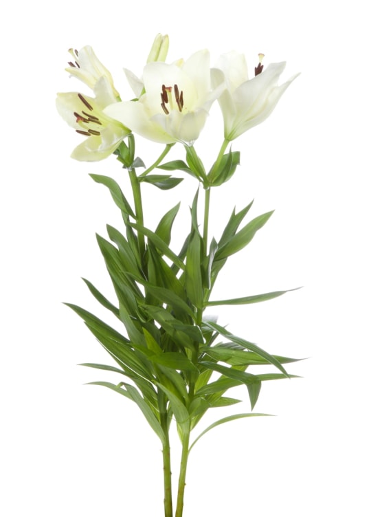 Asiatiske Liljer 2pk 2pk
