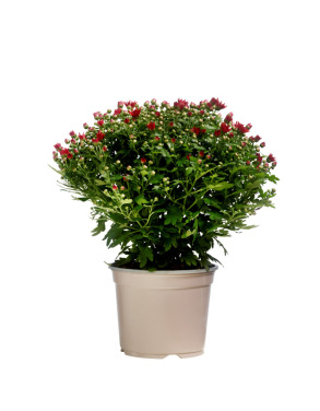 Chrysanthemum Busk 19cm