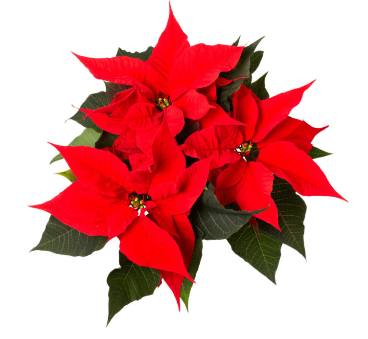 Julestjerne Rød Flergrenet 12cm