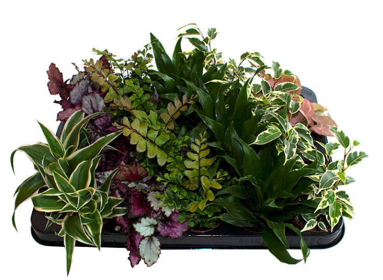 Grønnplanter Miks 12cm