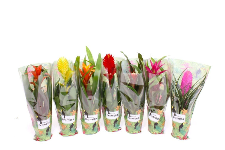 Bromelia Guzmania Mix 9cm
