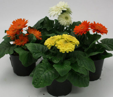 Gerbera