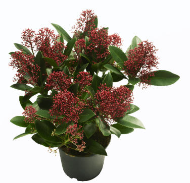Skimmia