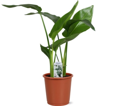 Monstera