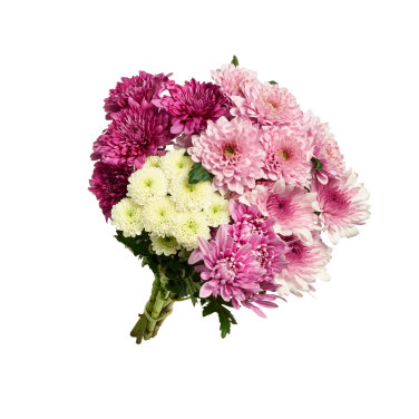 Chrysanthemum