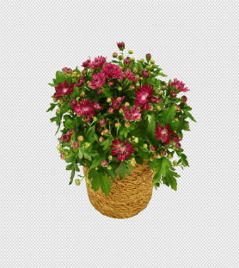 Krysantemum