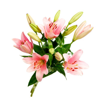 Alstromeria