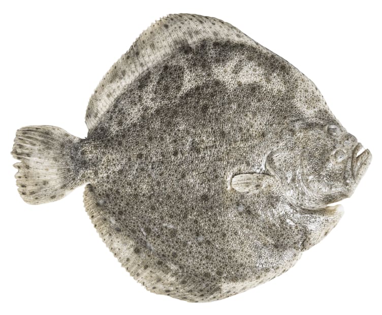 Piggvar Villfisk pr Kg