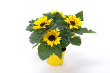 Solsikke