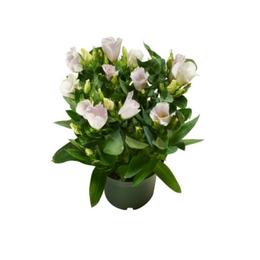 Lisianthus