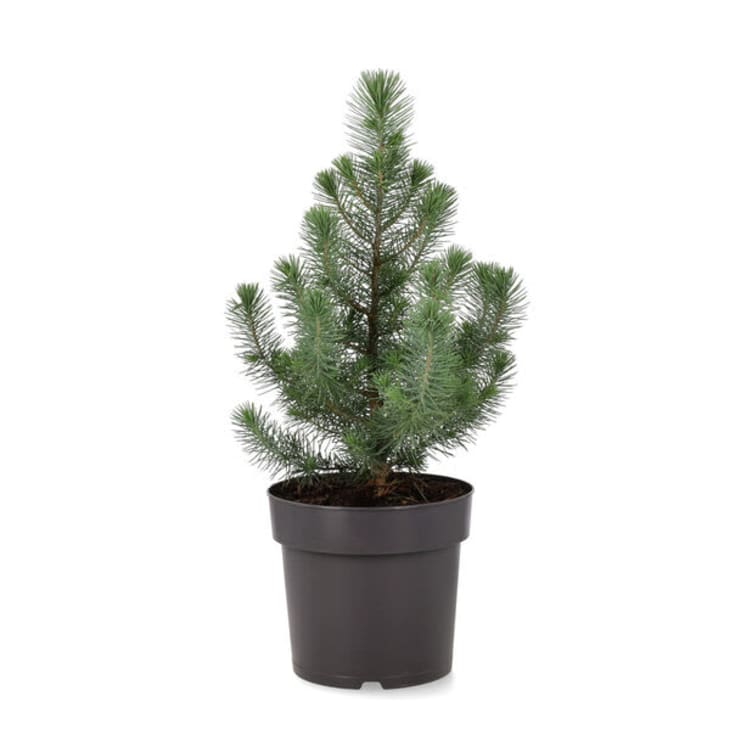 Product Image for Furu Silver Crest 17cm