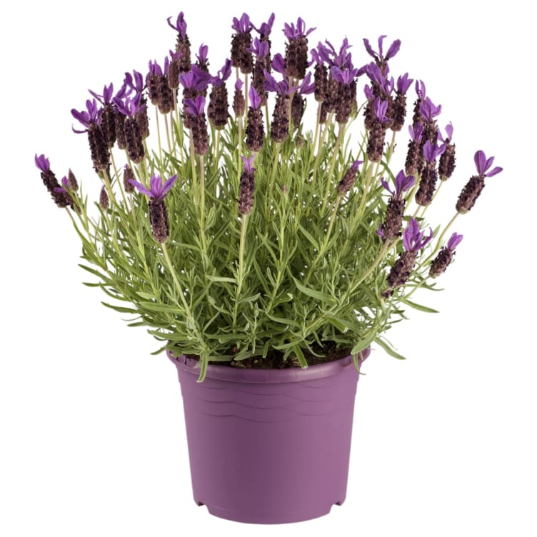 Lavendel 15cm