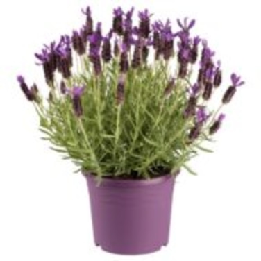 Fransk Lavendel