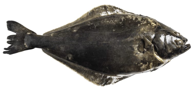 Kveite 1-3kg Oppdrett pr Kg fra Fiskedisken